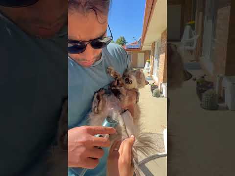 Cat grooming | snowie and brownie  ass😜le cleaning day| #cat #funny #catvideos