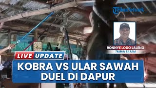 Ular Kobra Vs Ular Sawah Bergelut di Dapur Rumah Warga Kawal Bintan, Polisi Turun Lakukan Pengamanan