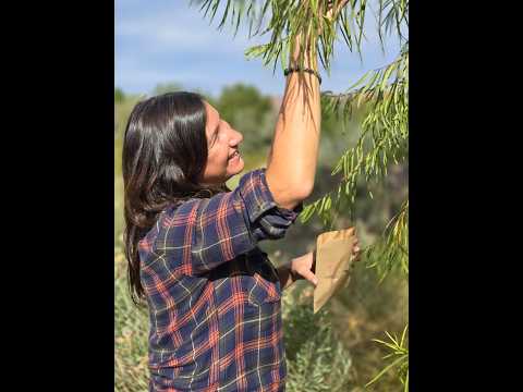 Sauce criollo: recorrida en kayak para reconocer árbol nativo de Río Negro