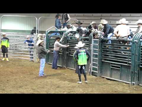 Bucking Bulls (Cash)