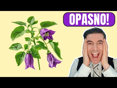 UPOZORENJE! Najotrovnija biljka na svijetu otkriva svoje tajne!