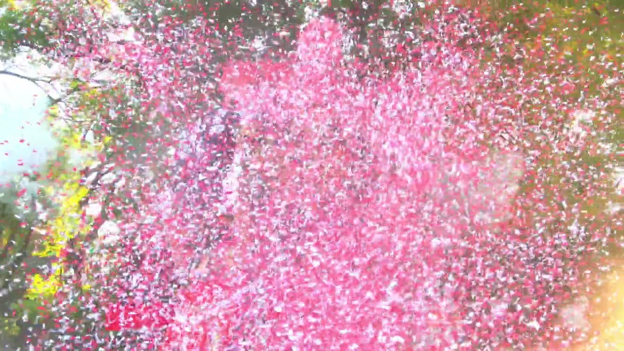 紙吹雪を、まき散らす奴ら 拳母祭り 2022.10.16