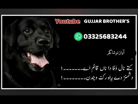 Kutta nasli paleeay ||Punjabi poetry WhatsApp status ||Nosha Gujjar