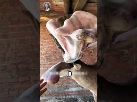 Bí Mật Đằng Sau Cặp Nhung Hươu Nặng Nhất Tại Trang Trại!