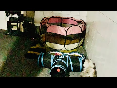 How to set up a cat labour room (arrival of new kittens)