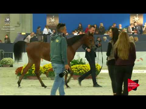 N.112 M.M. ENYA - Verona 2017 - Yearling Fillies (Class 1B)