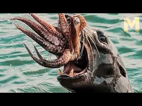 حيوانات مفترسة واجهت الخصم الخطأ فهذا ماحدث لها لن تصدق رد فعل الخصم