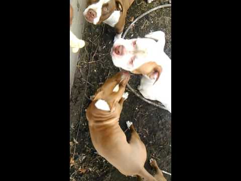 Peanut butter eating bam bam the american bulldog