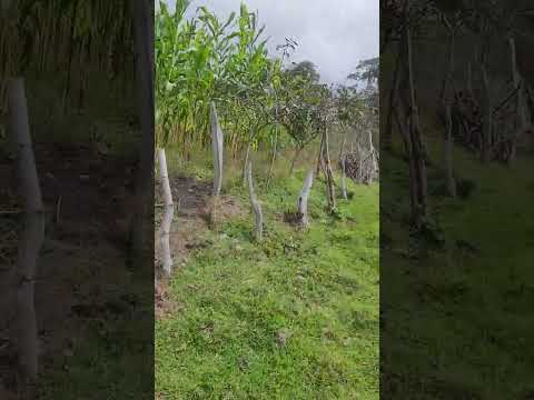 GRACIAS DIOS PADRE PAMPLONITA NORTE DE SANTANDER