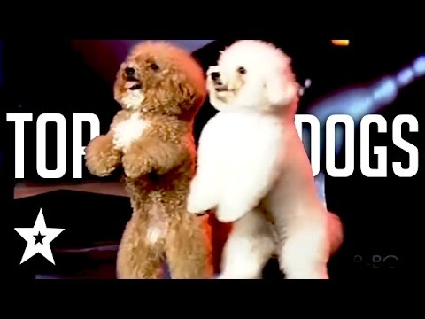 Las mejores audiciones para perros de la historia en Got Talent de todo el mundo