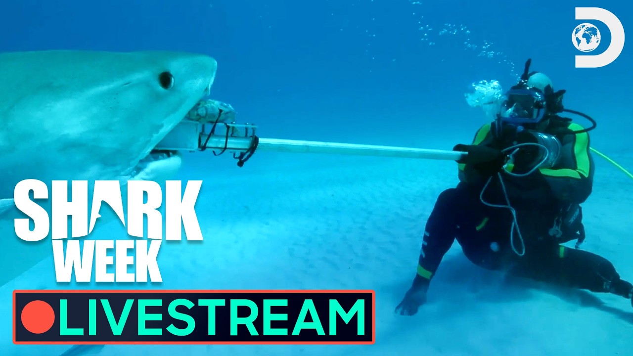 🔴 WATCH NOW: Risky Shark Dives Beneath the Waves 🌊 Shark Week