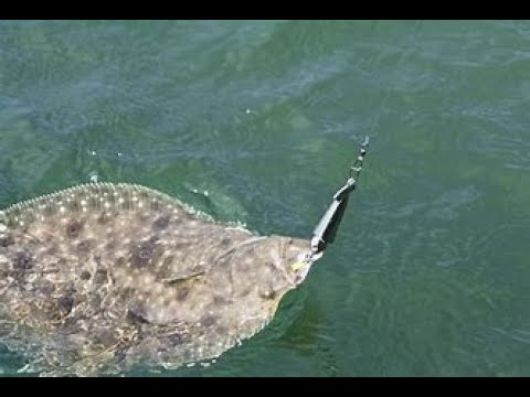 UPDATE on 2022 NY/CT Fluke Season - A Longer Season and the Flawed Science Behind It!