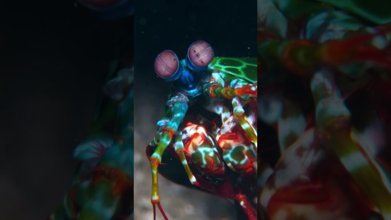 Marvelous Mantis Shrimp  #saveourseasfoundation #reef #mantisshrimp #eyes #oceanconservation