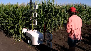 Newswise:Video Embedded researchers-studying-leaf-angle-aim-to-improve-yields-inspire-young-scientists