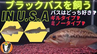 ブラックバスを飼う In U.S.A バスがギルタイプが好きかミノータイプが好きか水槽に同時に入れて実験してみた