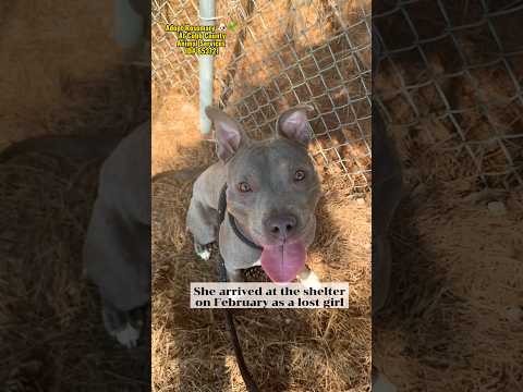 ROSEMARY-see video, an adopted American Bully & American Staffordshire Terrier Mix in Marietta, GA_image-1