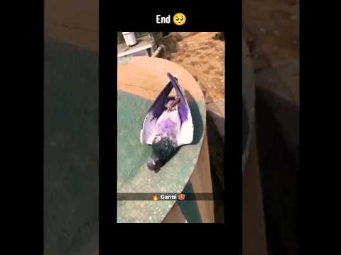 Pigeon Landing 🔥 Garmi 🥵 Me Gire Kabutar #pigeon #kabootarbazi #short