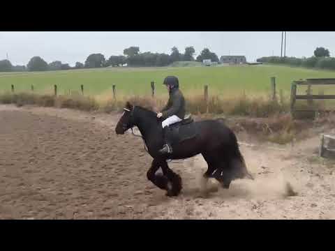 Pony - Image 2