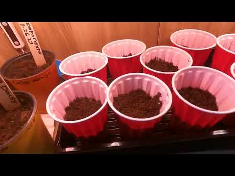, title : 'How to grow huge tomatoes from seed in solo cups'