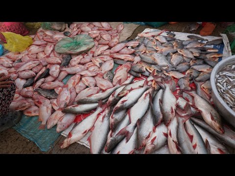 Morning Fish Market Scene @Chhbar Ampov Bridge - Plenty Dry Fish, Alive Fish, Sea Food & More