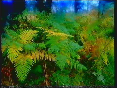 [720p/50] BBC2 | startup (incomplete) | 31st October 1981