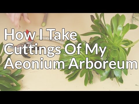 download lagu mp3 mp4 Blushing Beauty Aeonium, download lagu Blushing Beauty Aeonium gratis, unduh video klip Blushing Beauty Aeonium