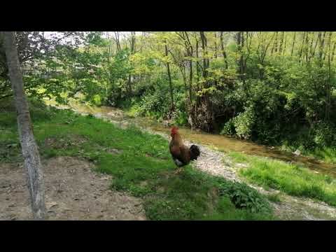 Cum face cocoșul ? Cucurigu  #cocosong #mountains