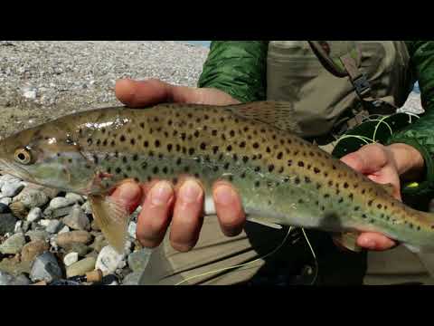 Als Seatrout Fishing