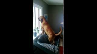 Barking bloodhound in sofa, son´s friend arriving outside..
