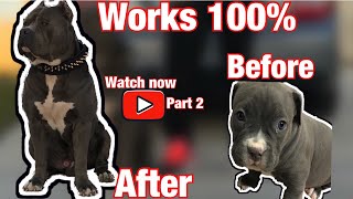 How to make your American bully  bigger.  Ultra Class Kennels