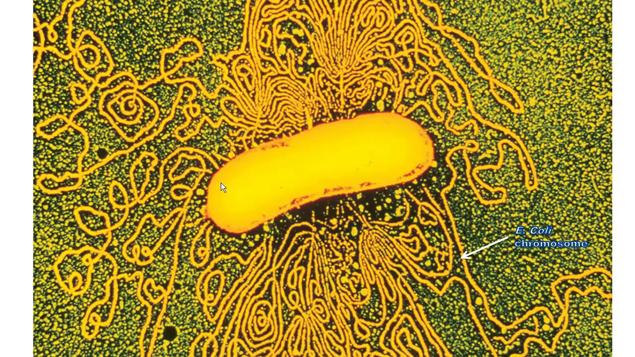 Unit 4   Chapter 9 Part 1