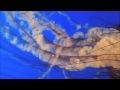 Dance of the Jellyfish: Lawrence Blatt