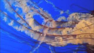 Dance of the Jellyfish: Lawrence Blatt