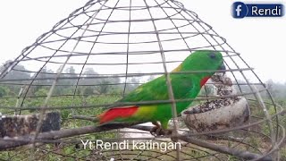 Download lagu Suara panggil pikat serindit jantan//serindit jantan gacor mencari kawan mp3