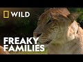 Spawning A Super Cat | World’s Weirdest: Freaky Families | National Geographic WILD