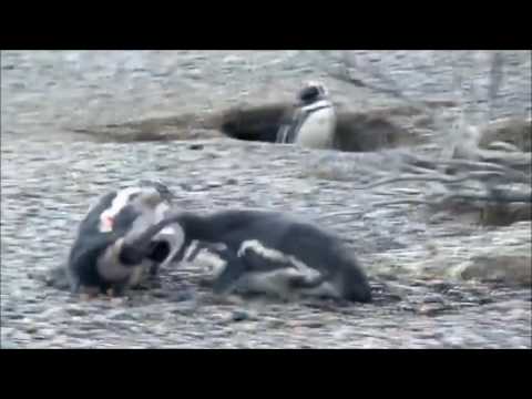 Cheating Penguin from NAT geo