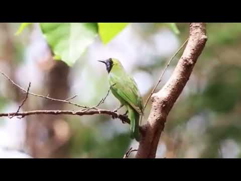Zelenáčik zlatočelý (Chloropsis aurifrons) — video o speve a chove
