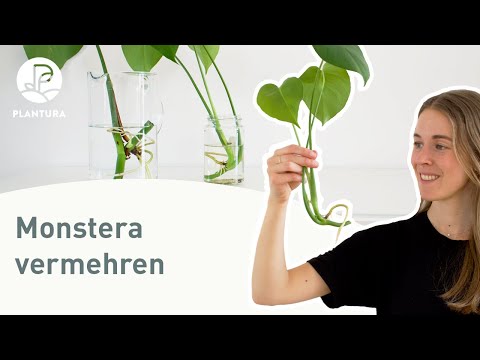 Monstera vermehren: Selbst Ableger trennen (Anleitung)