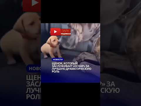 Щенок который заслуживает Оскар #automobile #астана #reels