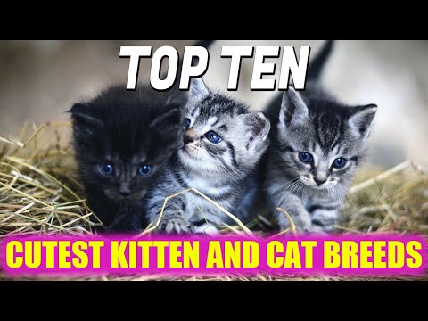 Top Ten Cutest Kitten and Cat Breeds in The World
