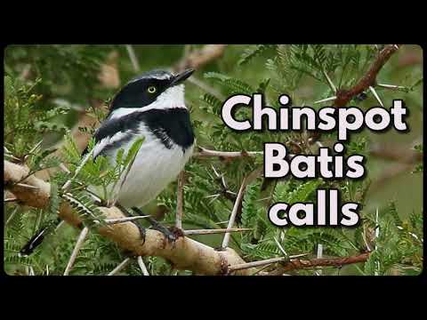CHINSPOT BATIS male and female calling