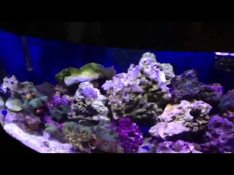 46 Gallon BowFront Salt Water Reef Tank with Custom LED Aquarium Flood Lights