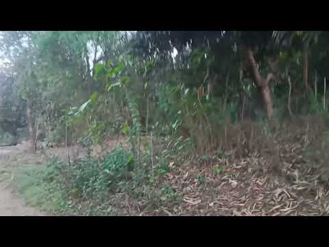 My Village River Scene|Village River Scene|River|Ripal Vlog