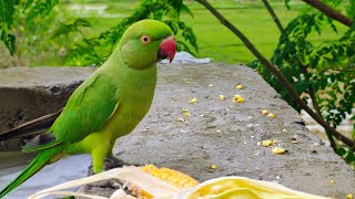 So cute talking parrot Mithu 🦜 Tote ki awaz 🥰 mummy mein mithu ho 🤩 me and my pet