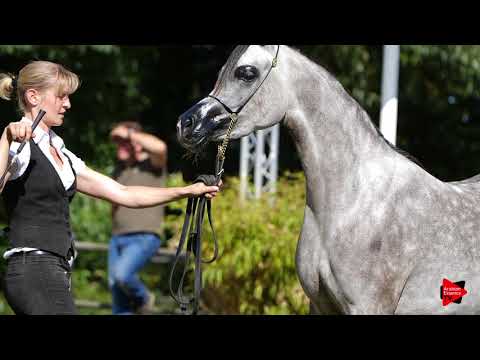 Strohen 2018 - Congratulations to La Movida