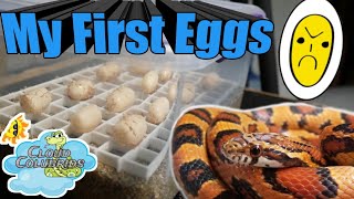 Snake Eggs Are Here 🐍