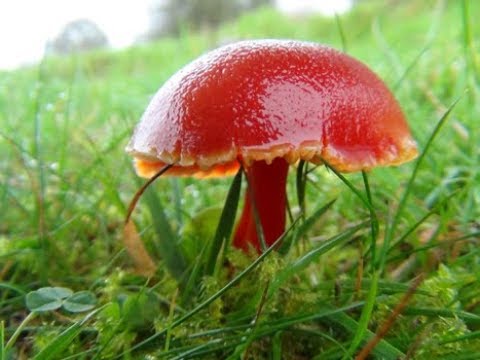 The Hygrocybes or Wax Caps, Colourful Mushrooms