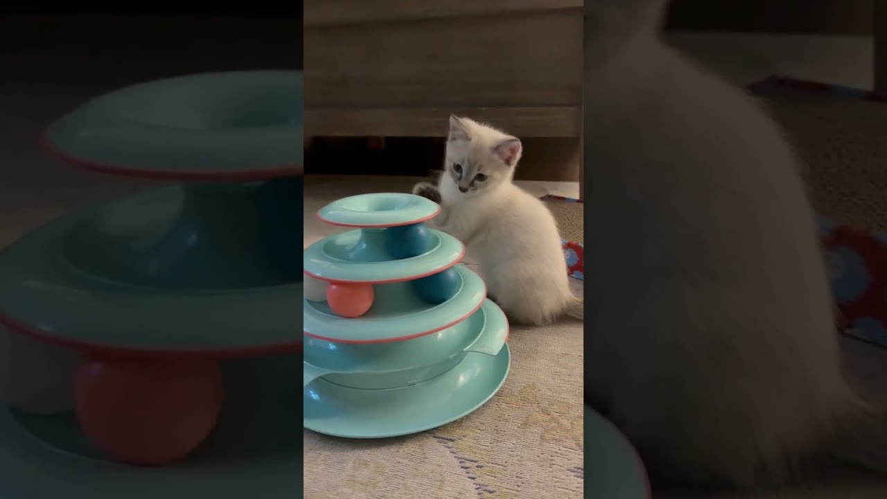 Prince Phillip, an adopted Siamese in Beaufort, SC video 6/6
