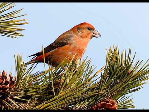 WHITE WINGED CROSSBILL, MALE, SALISBURY, FRIDAY, JAN. 01, 2021 0131