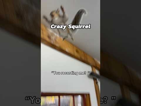 POV: you made eye contact with the wrong squirrel 🐿️💀#animals #fypage #squirrel #funnyanimals